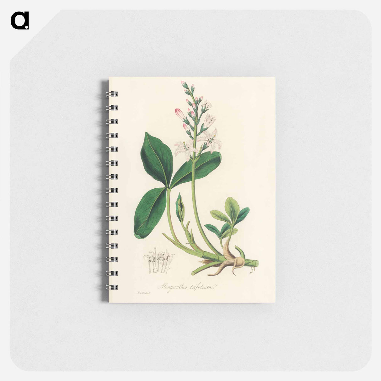 アートメモ帳-Menyanthes trifoliata Illustration
 - 薬用植物学 Memo.
