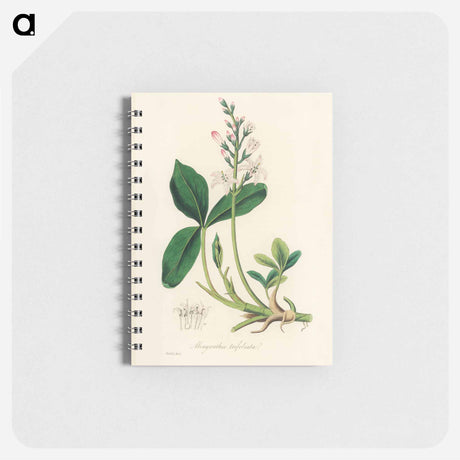 アートメモ帳-Menyanthes trifoliata Illustration
 - 薬用植物学 Memo.