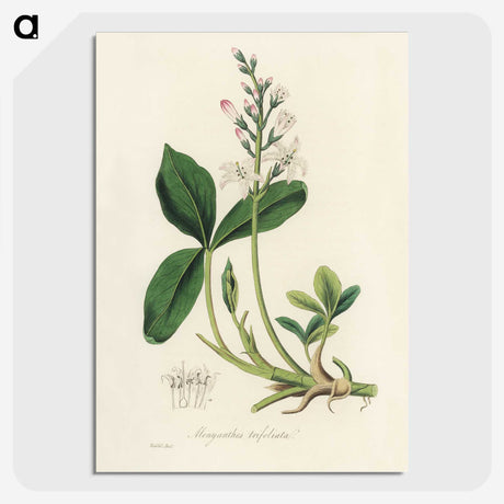 2-24_Medical-Botany_picture-crop