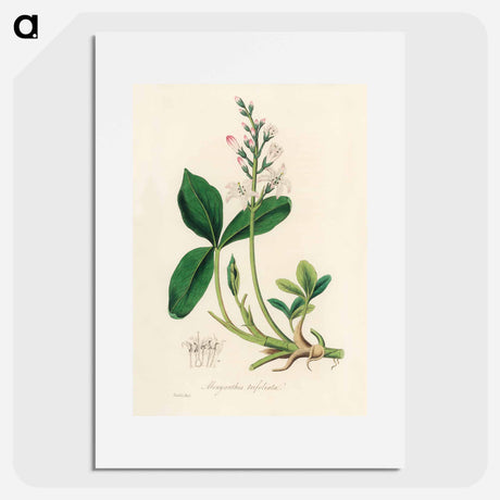 アートポスター-Menyanthes trifoliata Illustration
 - 薬用植物学 Poster.