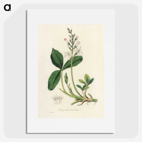 2-24_Medical-Botany_picture