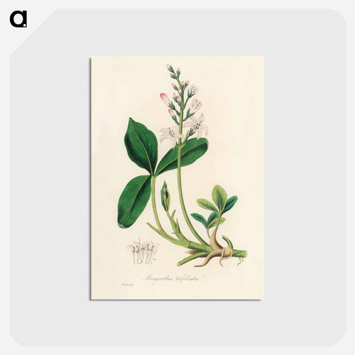 Menyanthes trifoliata Illustration
 - Medicinal Botany Postcard.
