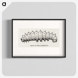2-24_Moths-and-Butterflies-of-the-United-States_blk