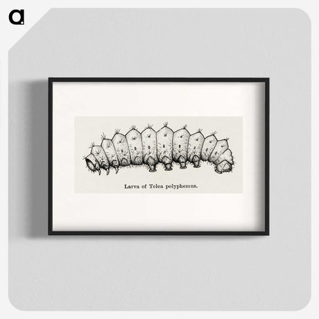 2-24_Moths-and-Butterflies-of-the-United-States_blk