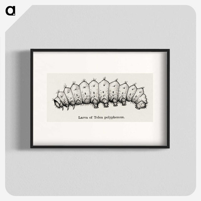 2-24_Moths-and-Butterflies-of-the-United-States_blk