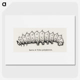2-24_Moths-and-Butterflies-of-the-United-States_picture
