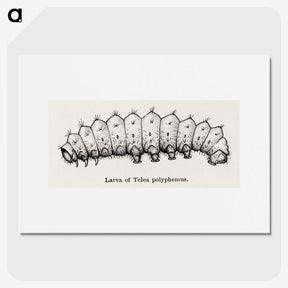 2-24_Moths-and-Butterflies-of-the-United-States_picture