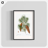 White pine, Pinus strobus - Pierre Joseph Redouté Poster.