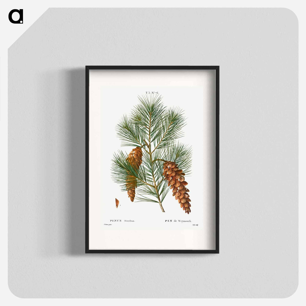 White pine, Pinus strobus - ピエール ジョゼフ ルドゥーテ Poster.