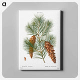 アートパネル-White pine, Pinus strobus - ピエール ジョゼフ ルドゥーテ Canvas.