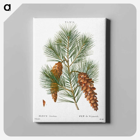 アートパネル-White pine, Pinus strobus - ピエール ジョゼフ ルドゥーテ Canvas.