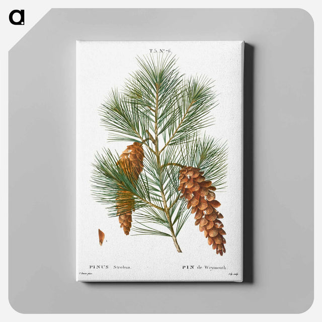 アートパネル-White pine, Pinus strobus - ピエール ジョゼフ ルドゥーテ Canvas.