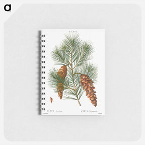 アートメモ帳-White pine, Pinus strobus - ピエール ジョゼフ ルドゥーテ Memo.