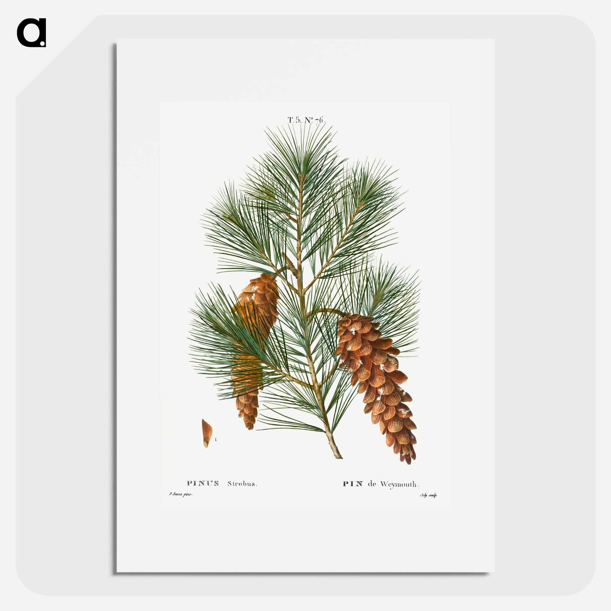 White pine, Pinus strobus - Pierre Joseph Redouté Poster.