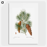 White pine, Pinus strobus - Pierre Joseph Redouté Poster.