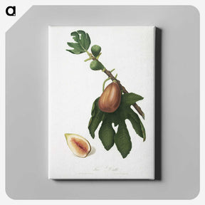 2-24_Pomona-Italiana_canvas