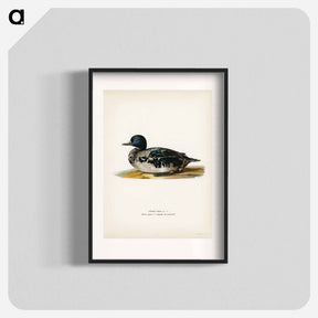 アートポスター-Black Scoter Male
 - スヴェンスカ フォグラル Poster.