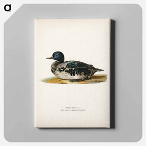 アートパネル-Black Scoter Male
 - スヴェンスカ フォグラル Canvas.