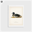 アートポストカード-Black Scoter Male
 - スヴェンスカ フォグラル Postcard.