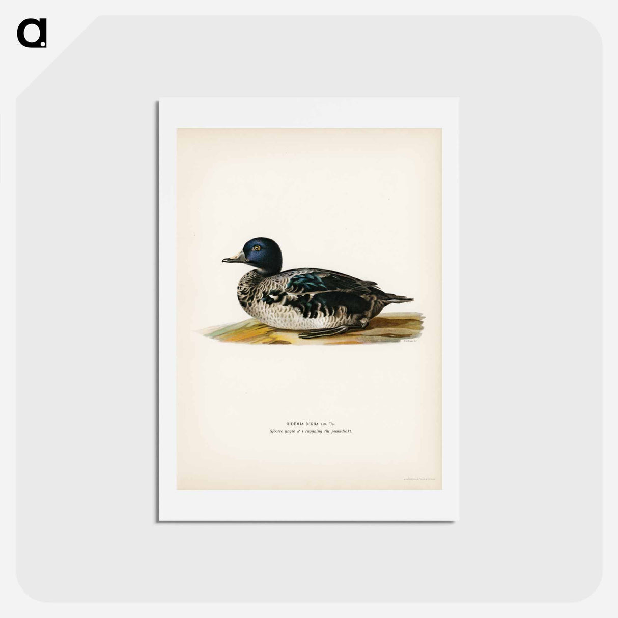 アートポストカード-Black Scoter Male
 - スヴェンスカ フォグラル Postcard.