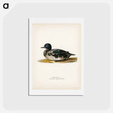 アートポストカード-Black Scoter Male
 - スヴェンスカ フォグラル Postcard.