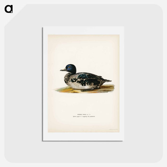アートポストカード-Black Scoter Male
 - スヴェンスカ フォグラル Postcard.
