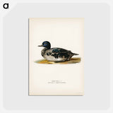 アートポストカード-Black Scoter Male
 - スヴェンスカ フォグラル Postcard.
