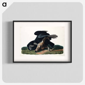 アートポスター-Black Vulture, or Carrion Crow from Birds of America
 - アメリカの鳥たち Poster.