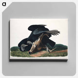 アートパネル-Black Vulture, or Carrion Crow from Birds of America
 - アメリカの鳥たち Canvas.