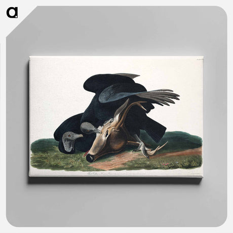 アートパネル-Black Vulture, or Carrion Crow from Birds of America
 - アメリカの鳥たち Canvas.