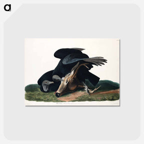 アートポストカード-Black Vulture, or Carrion Crow from Birds of America
 - アメリカの鳥たち Postcard.