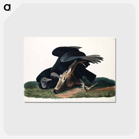 アートポストカード-Black Vulture, or Carrion Crow from Birds of America
 - アメリカの鳥たち Postcard.