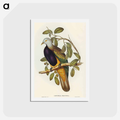 アートポストカード-Magnificent Fruit Pigeon
 - オーストラリアの鳥 Postcard.