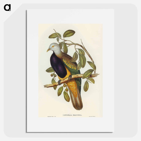 アートポスター-Magnificent Fruit Pigeon
 - オーストラリアの鳥 Poster.