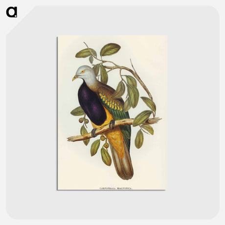 アートポストカード-Magnificent Fruit Pigeon
 - オーストラリアの鳥 Postcard.