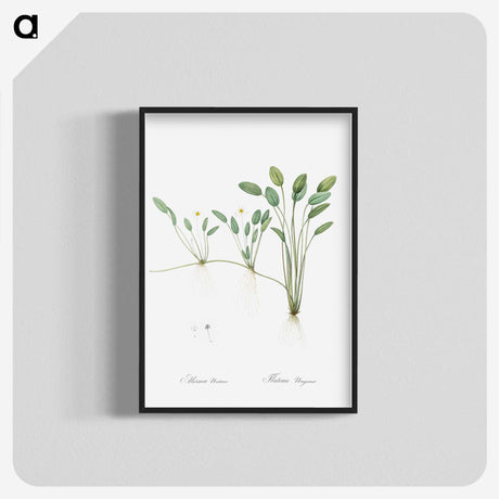 2-24_The-Lilies_blk-crop