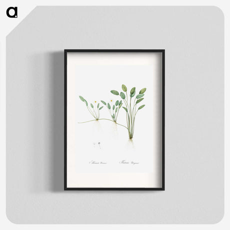 2-24_The-Lilies_blk