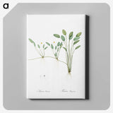 2-24_The-Lilies_canvas