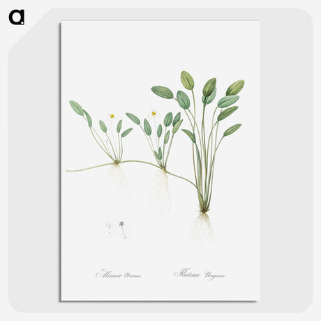 2-24_The-Lilies_picture-crop