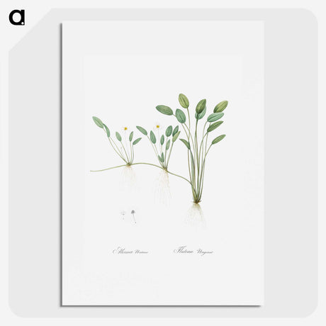 2-24_The-Lilies_picture