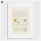 アートポスター-Black Cumins and Insect from Mira Calligraphiae Monumenta
 - 書道のお手本 Poster.