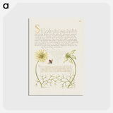 アートポストカード-Black Cumins and Insect from Mira Calligraphiae Monumenta
 - 書道のお手本 Postcard.