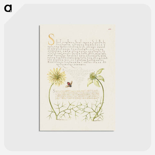 Black Cumins and Insect from Mira Calligraphiae Monumenta
 - 書道のお手本 Postcard.