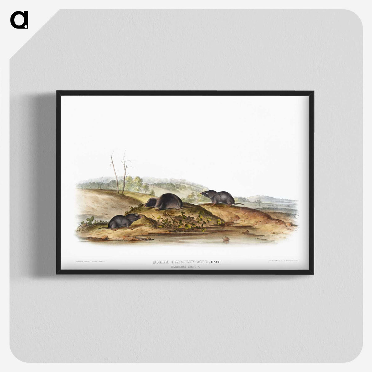 2-24_The-Viviparous-Quadrupeds_blk-crop