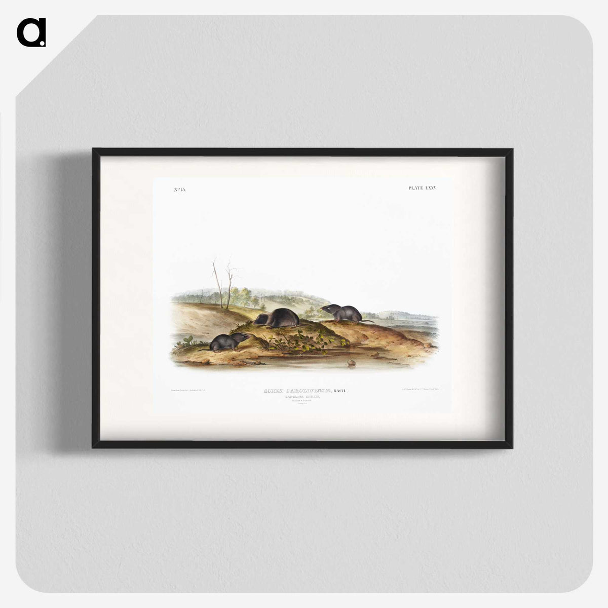 2-24_The-Viviparous-Quadrupeds_blk