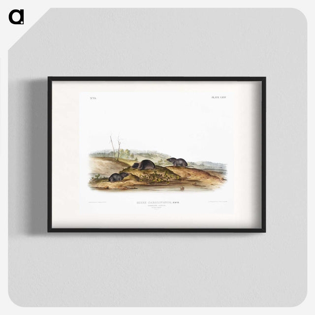 2-24_The-Viviparous-Quadrupeds_blk