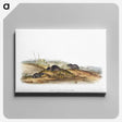 2-24_The-Viviparous-Quadrupeds_canvas