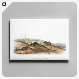 2-24_The-Viviparous-Quadrupeds_canvas