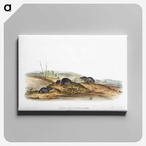 2-24_The-Viviparous-Quadrupeds_canvas