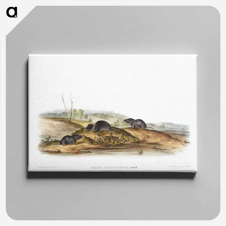 2-24_The-Viviparous-Quadrupeds_canvas